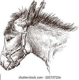 donkey head