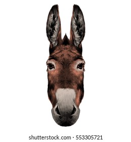 donkey head color  drawing vector