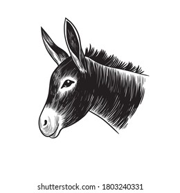 
Donkey head. Hand drawn realistic animal portrait. Vintage vector illustration.
