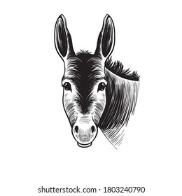 
Donkey head. Hand drawn realistic animal portrait. Vintage vector illustration.