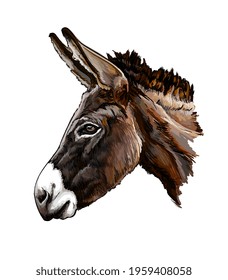 Donkey head portrait from a splash of watercolor, colored drawing, realistic. Vector illustration of paints