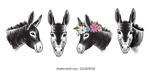 
Donkey heads. Hand drawn realistic animal portrait. Vintage vector set.