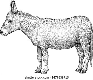 Donkey illustration, drawing, engraving, ink, line art, vector
