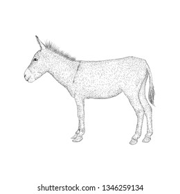 Donkey illustration, a farm animal vector 