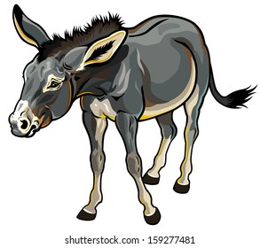 donkey isolated on white background