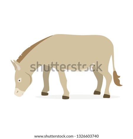 Donkey isolated on white background. Farm animal