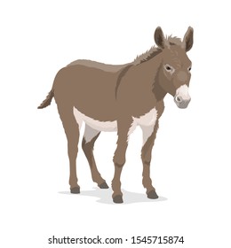 Donkey or mule, farm animal of horse family vector design.  burro mammal with grey fur and mane, white muzzle and belly, livestock and cattle farming, zoo mascot and wildlife themes