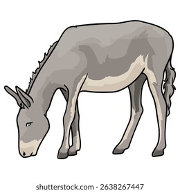 donkey or mule with separate white background