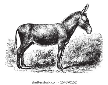 Donkey on field, vintage engraved illustration. Animaux Sauvages et Domestiques - For kids - 1892.