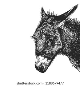 Donkey. Realistic portrait of farm animal. Vintage engraving. Vector illustration art. Black and white hand drawing. Head of agricultural animal is close-up. Funny facial expressions. Livestock series