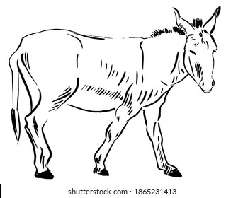 Donkey sketch monochrome vector graphics. illustration isolated on white background