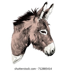 Donkey Sketch Vector Graphics Color Picture Head