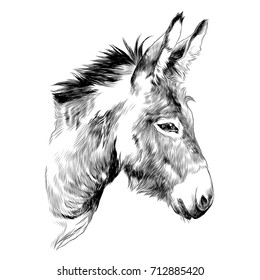 Donkey Sketch Vector Graphics A Monochrome Graphic The Head