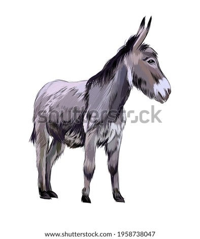 Donkey from a splash of watercolor, colored drawing, realistic. Vector illustration of paints