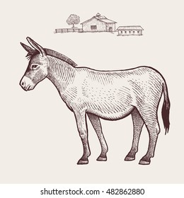 Donkey. Vector.