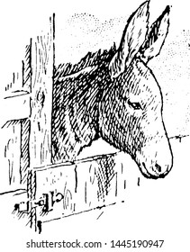 Donkey, vintage engraved illustration drawing.