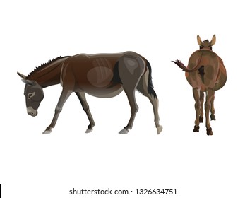 Donkey walking with the head down. Side and rear view. Vector illustration isolated on the white background