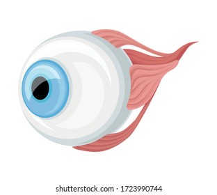 Donor Eye Organ with Optic Nerve for Transplantation Vector Illustration