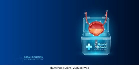 Donor organ. Human bladder in cooler box translucent low poly triangles with copy space for text. Donation for organ transplantation. Medical innovation diagnosis treatment concept. Banner vector.