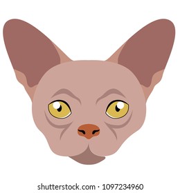 Donskoy cat avatar. Cat breeds