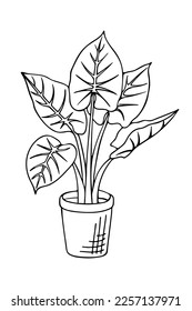 Doodle alocasia odora elephant ear plant in pot  Hand drawn vector illustration indoor plant isolated white background 