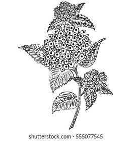 Doodle art flowers. Zen tangle hydrangea floral pattern. Hand-drawn herbal design elements.