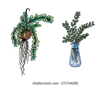 doodle art Garden Terrariums,doodle colorful flowers in pots and glass jars; Hand drawn Dischidia nummularia Variegata vector