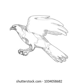 Doodle art illustration of northern goshawk, Accipiter gentilis, a medium-large raptor in family Accipitridae, that includes other extant diurnal raptors,swooping done in black and white mandala style