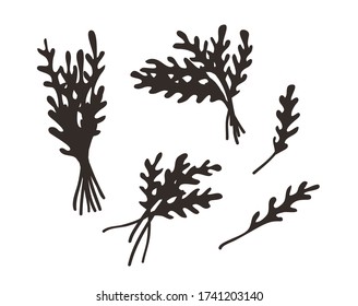 Doodle arugula. Hand drawn stylish fruit and vegetable. Vector artistic drawing fresh organic food. Summer illustration vegan ingrediens for smoothies