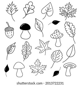Doodle autumn leaves, mushrooms and acorns 