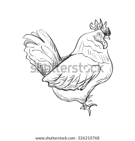 doodle bantam isolated in white background. Excellent vector illustration, EPS 10