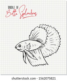Doodle of Betta splendens, Siamese fighting fish on paper