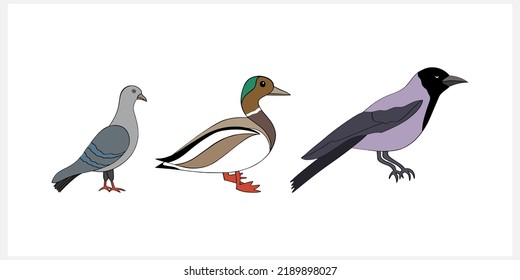 Ave garrapata aislado. Pájaro animal dibujado a mano. Ilustración de material vectorial. EPS 10