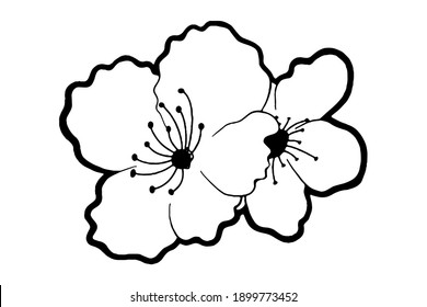 Doodle black line cherry blossom, sakura flower on white background. Vector illustration for decorate logo, wedding, greeting cards and any design.