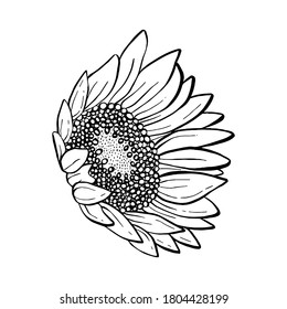 Doodle black line sunflower. A silhouette use for cut file, clipart. Digital or printable sticker. Vector illustration for decorate logo, tattoo, card or any design.