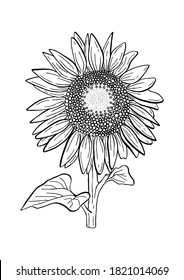 Doodle black line sunflower with stalk and leaf. A white silhouette use for cut file, clipart. Digital or printable sticker. Vector illustration for decorate logo, tattoo, card or any design.