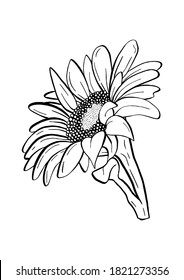 Doodle black line sunflower with stalk and leaf. A white silhouette use for cut file, clipart. Digital or printable sticker. Vector illustration for decorate logo, tattoo, card or any design.