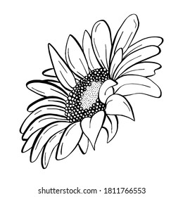 Doodle black line sunflower. A white silhouette use for cut file, clipart. Digital or printable sticker. Vector illustration for decorate logo, tattoo, card or any design.