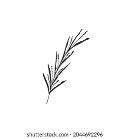 doodle black rosemary on white background