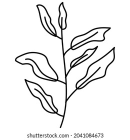 doodle botanical hand drawn decorative leaf illustration. Vector EPS10