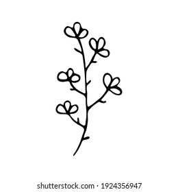 Doodle botany element. Hand-drawn images of flora. Image for various designs. Flower