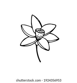 Doodle botany element. Hand-drawn images of flora. Image for various designs. Narcissus
