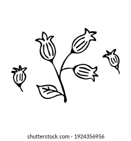 Doodle-Botanik-Element. Handgezeichnete Bilder von Flora. Bild für verschiedene Designs. Blume