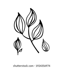Doodle-Botanik-Element. Handgezeichnete Bilder von Flora. Bild für verschiedene Designs.