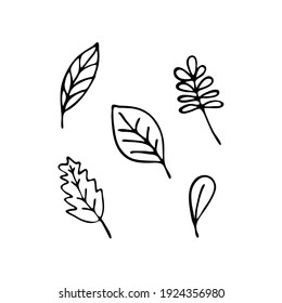 Doodle botany element. Hand-drawn images of flora. Image for various designs. Leaves set