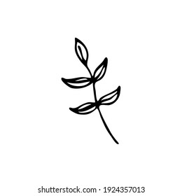 Doodle botany element. Hand-drawn images of flora. Image for various designs. Branch