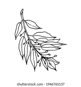 Doodle branch of a bay leaf on a white background.The vector branch can be used for menus,restaurants ,postcards, and textiles.