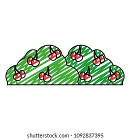 doodle bush plant with delicious cherrys fruit