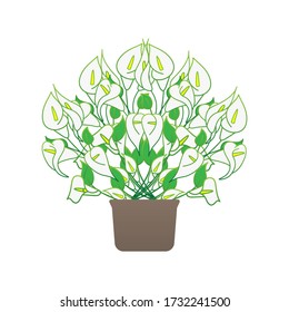 Doodle calla lilies icon isolated on white. Sketch flower. Hand drawing line art. Outline houseplant. Vector stock illustration. EPS 10