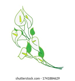 Doodle calla lilies icon isolated on white. Sketch flower. Hand drawing line art. Outline vector stock illustration. EPS 10